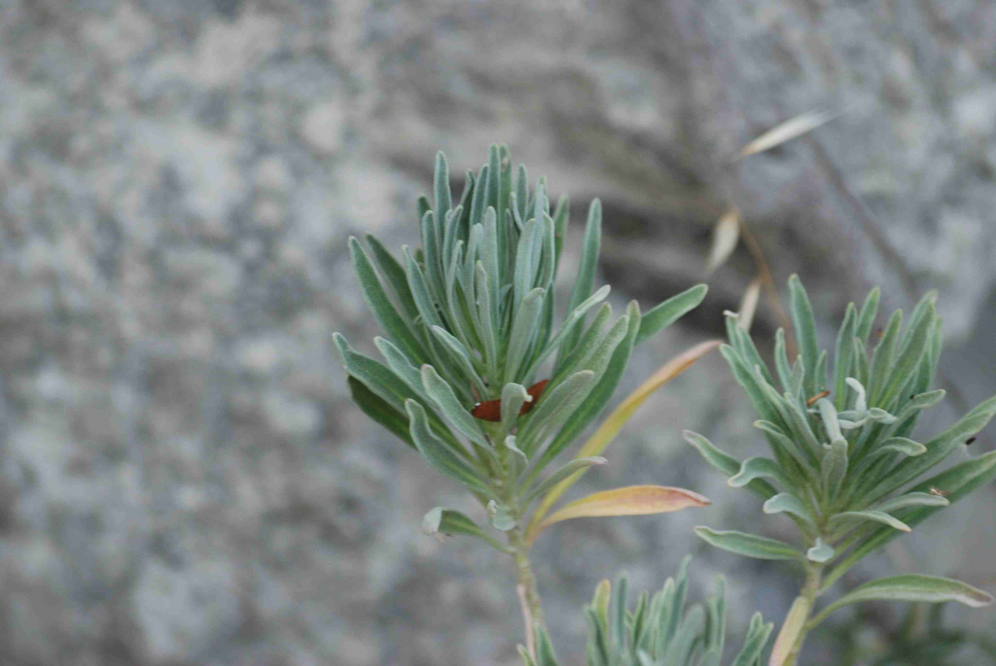 Matthiola incana